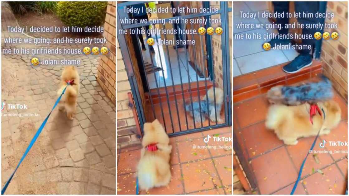 Lovely dogs showed happiness/two dogs reunited. Lovely dogs showed happiness/two dogs reunited.