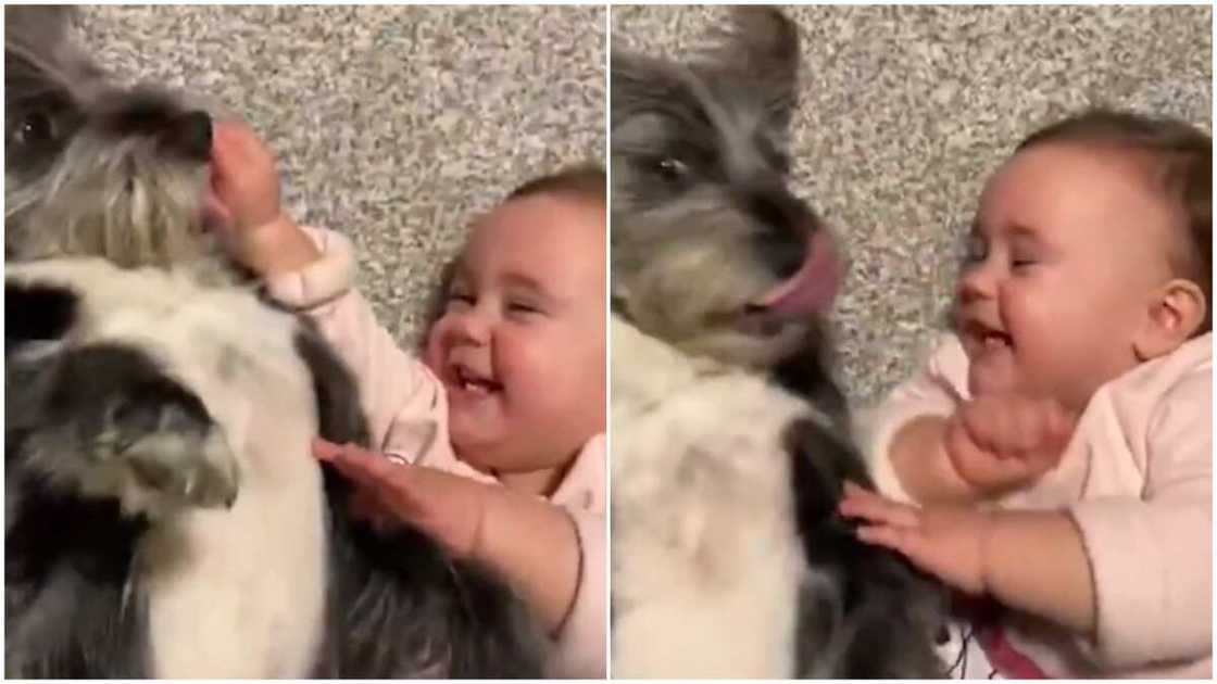 Dog tickles little baby, makes him laugh hard like a close pal, video goes viral Dog tickles little baby, makes him laugh hard like a close pal, video goes viral