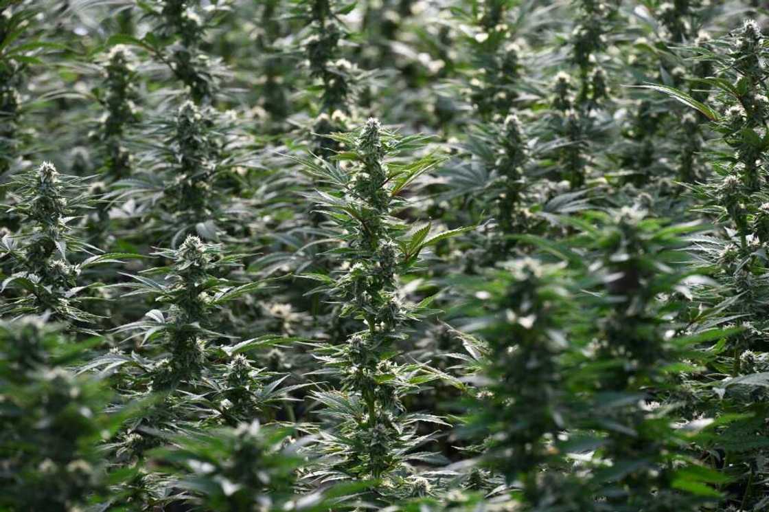 Law enforcement officers find hundreds of cannabis plants on every raid Law enforcement officers find hundreds of cannabis plants on every raid