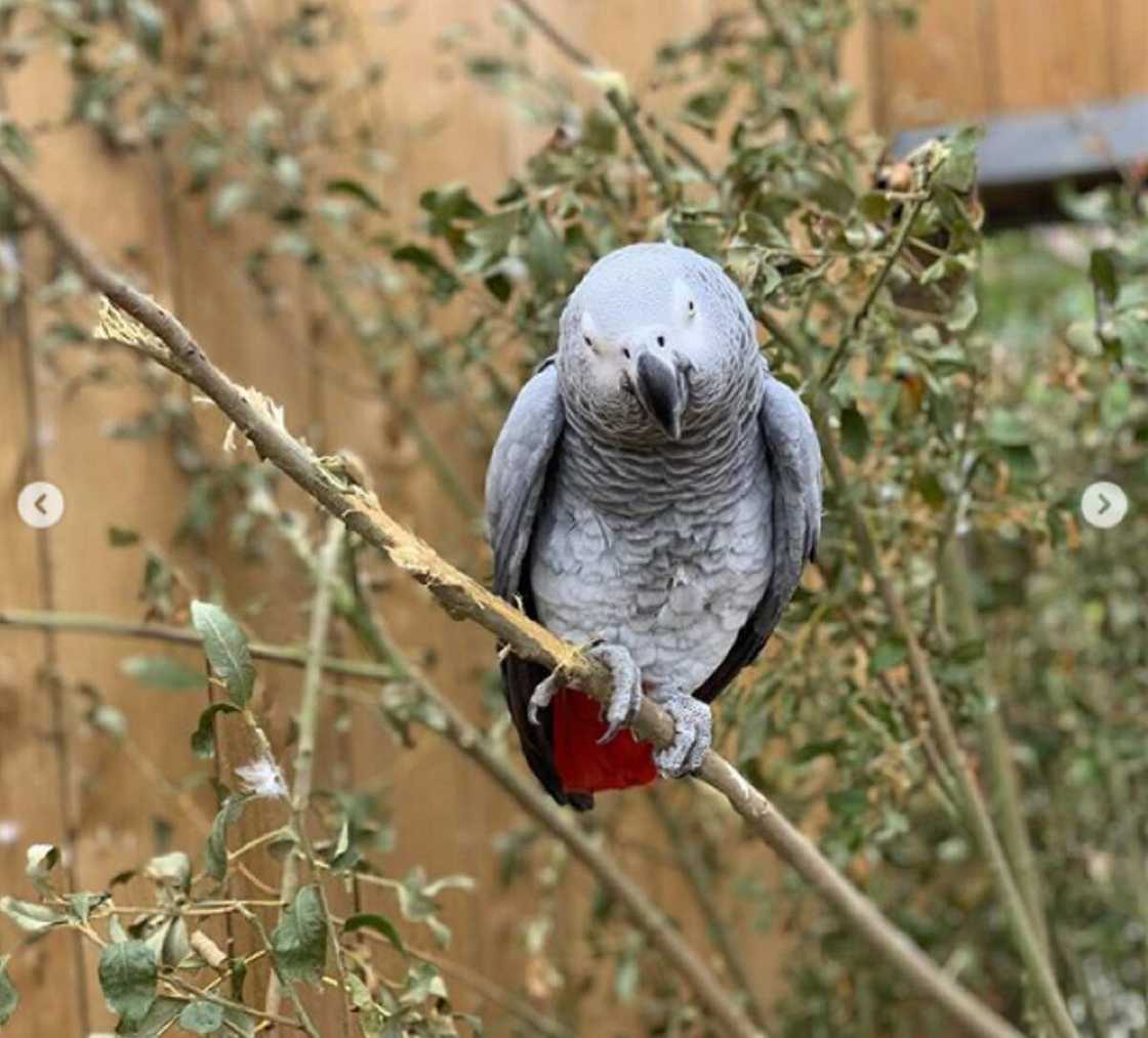 An raba wasu aku 5 a gidan zoo saboda yi wa mutane ashariya (Hotuna) An raba wasu aku 5 a gidan zoo saboda yi wa mutane ashariya (Hotuna)