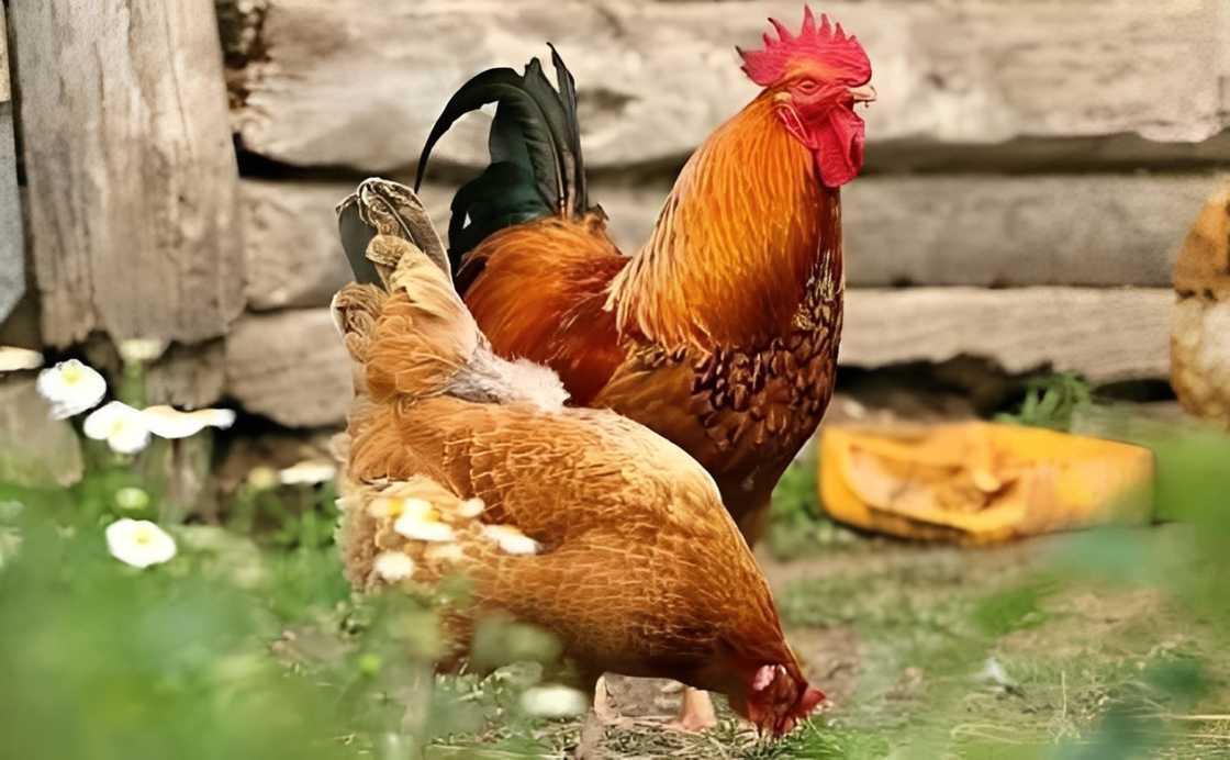 Two chicken outdoor Two chicken outdoor