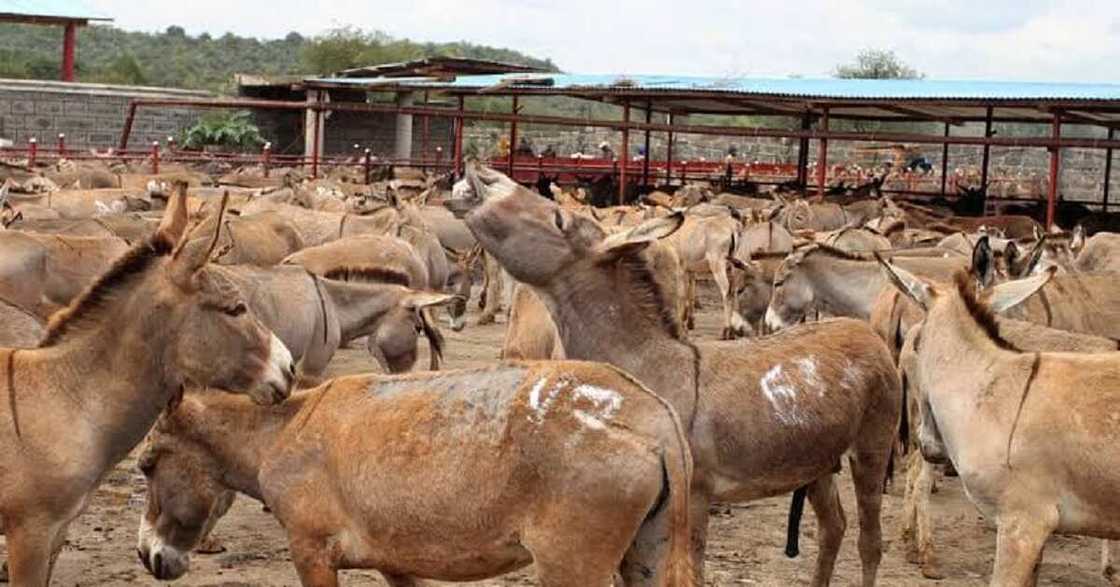 Har yanzu haramun ne safarar fatar jaki zuwa kasashen waje, Gwamnatin Najeriya