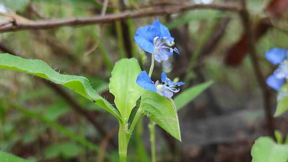 A close-up photo of a dayflower plant A close-up photo of a dayflower plant