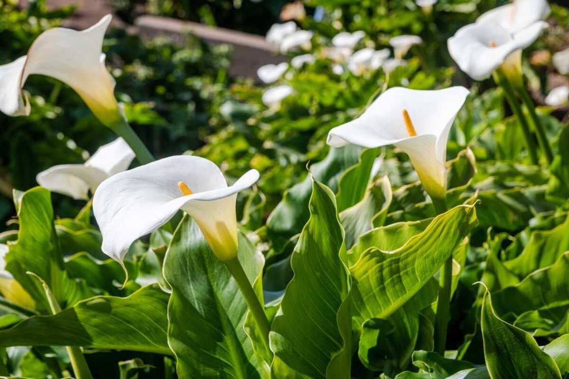 Field of calla lillies