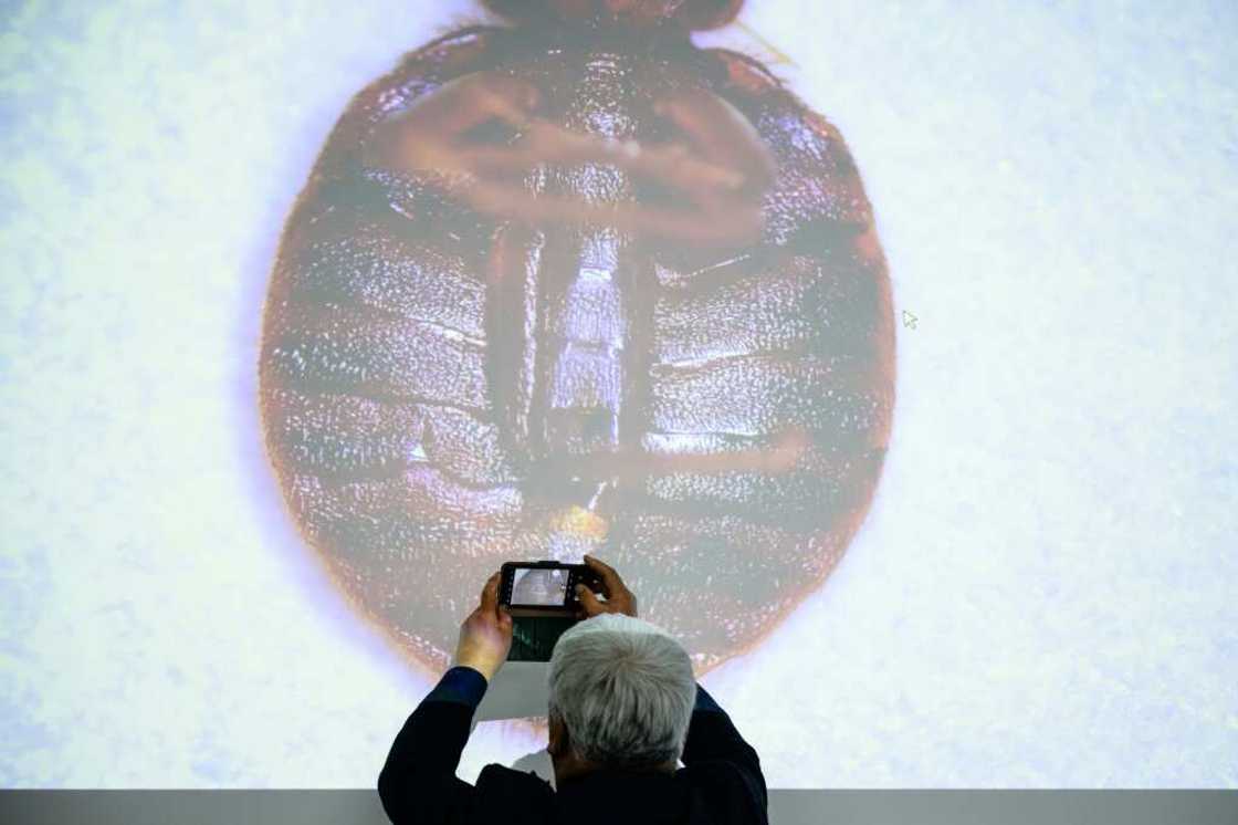 South Korea has seen a surge in bedbug infestations, with more than 100 cases reported since late November South Korea has seen a surge in bedbug infestations, with more than 100 cases reported since late November