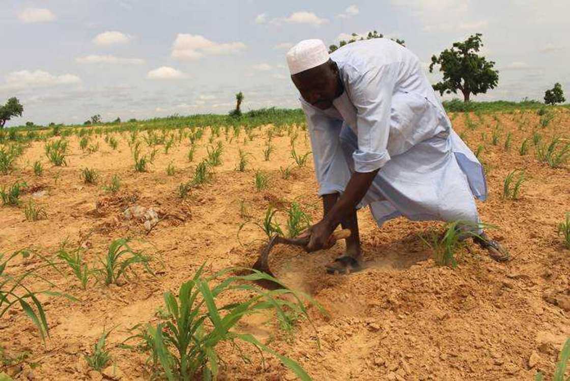 Outgrower Programmes and Fortunes of Smallholder Farmers in Nigeria Outgrower Programmes and Fortunes of Smallholder Farmers in Nigeria