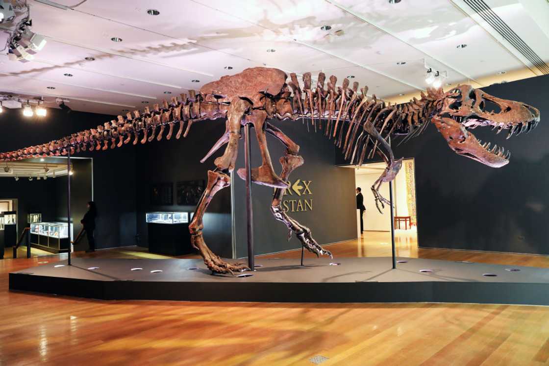 A Tyrannosaurus Rex dinosaur fossil skeleton is displayed in a gallery at Christie’s auction house in 2020 A Tyrannosaurus Rex dinosaur fossil skeleton is displayed in a gallery at Christie’s auction house in 2020