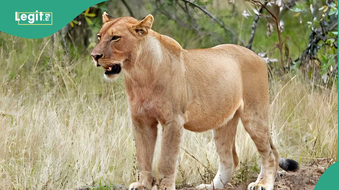 Lioness kills 14-year-old girl near Nairobi National Park in Kenya Lioness kills 14-year-old girl near Nairobi National Park in Kenya