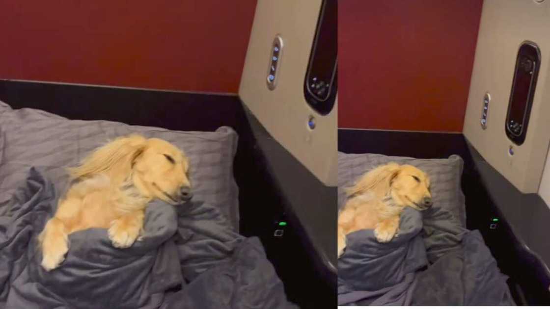Dog flies business class sleeping comfortably on pet lounge Photo credit: @fifilittledarling Source: Instagram Dog flies business class sleeping comfortably on pet lounge Photo credit: @fifilittledarling Source: Instagram