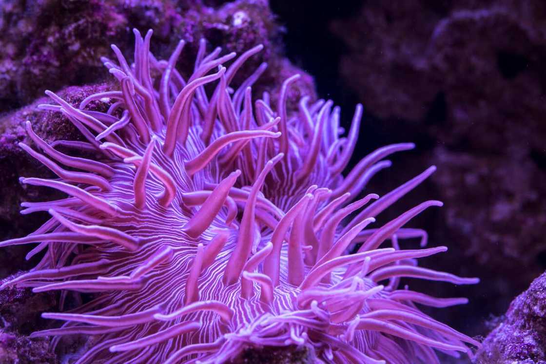 Sebae anemone in underwater