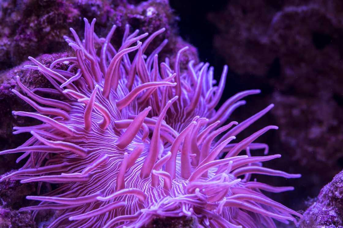 Sebae anemone in underwater Sebae anemone in underwater