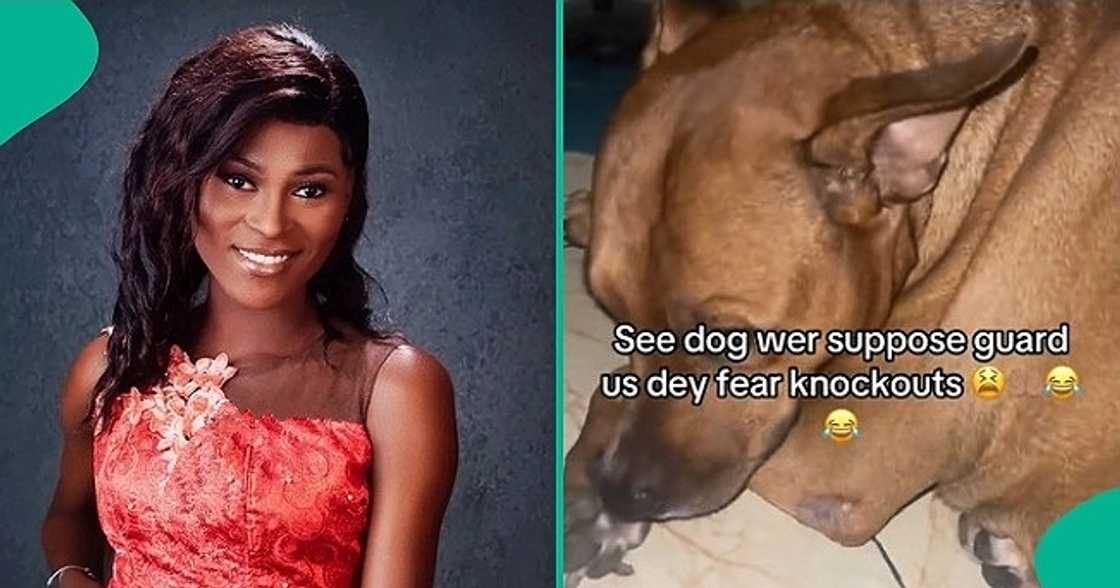 Lady calls out her dog over knockout sound Lady calls out her dog over knockout sound