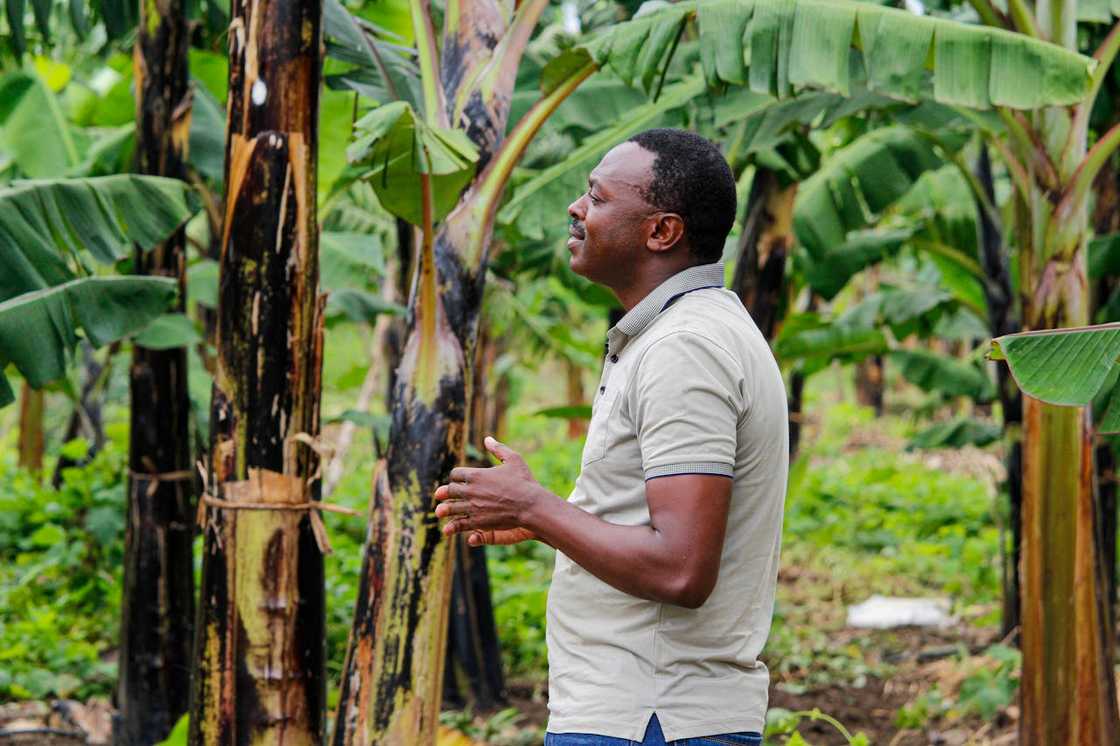 A man standing among banana trees in a green plantation field.