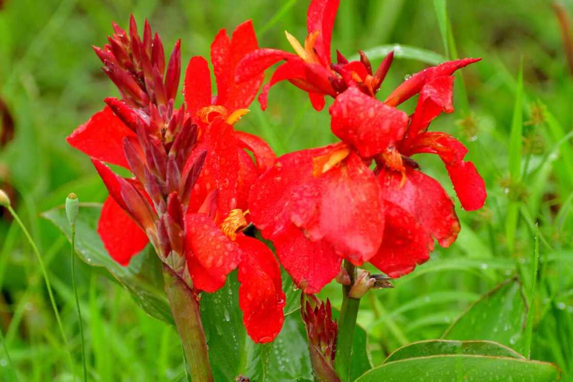 Red canna flower