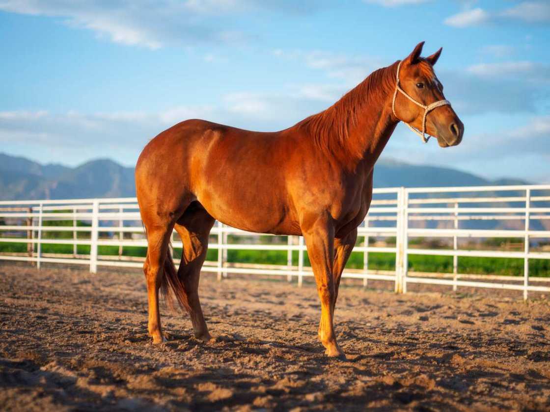Le Quarter Horse, l'un des plus beaux chevaux au monde Le Quarter Horse, l'un des plus beaux chevaux au monde
