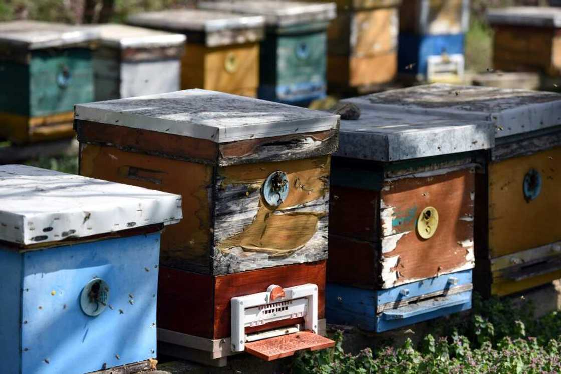 Beekeepers say honey production is down and prices have risen