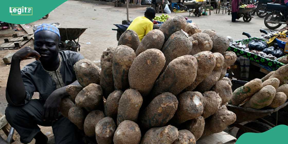 Yam Tuber Sells for New Price Yam Tuber Sells for New Price
