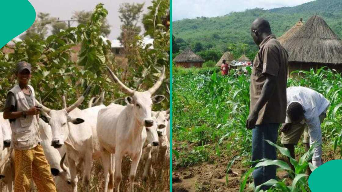 Fada ya barke tsakanin makiyaya da manoma a jihar Filato, an kashe mutum 1 Fada ya barke tsakanin makiyaya da manoma a jihar Filato, an kashe mutum 1