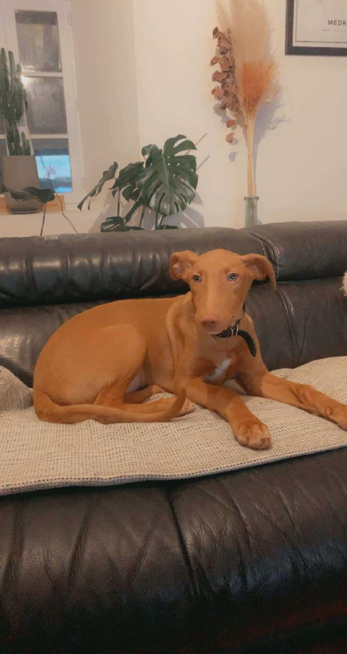 Le Lévrier du Pharaon Le Lévrier du Pharaon