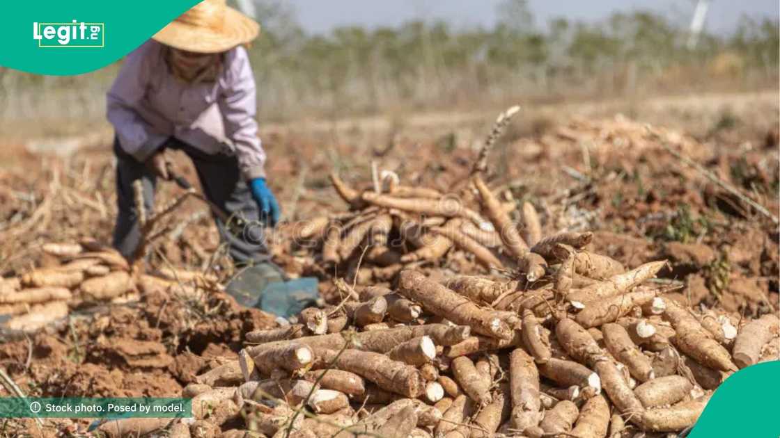 Cassava glut wreaks havoc as prices fall leaving farmers desperate for buyers Cassava glut wreaks havoc as prices fall leaving farmers desperate for buyers