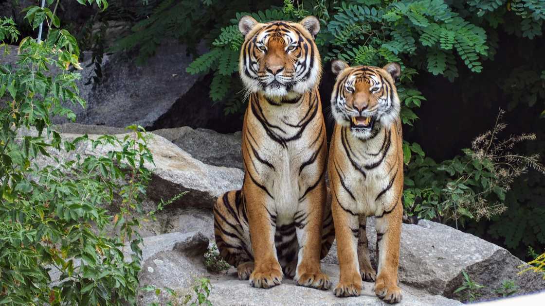 Two orange tigers are sitting beside each other