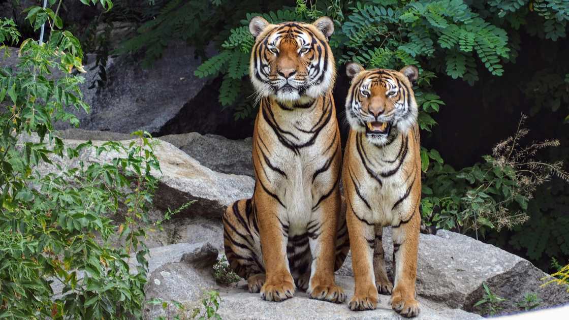 Two orange tigers are sitting beside each other Two orange tigers are sitting beside each other