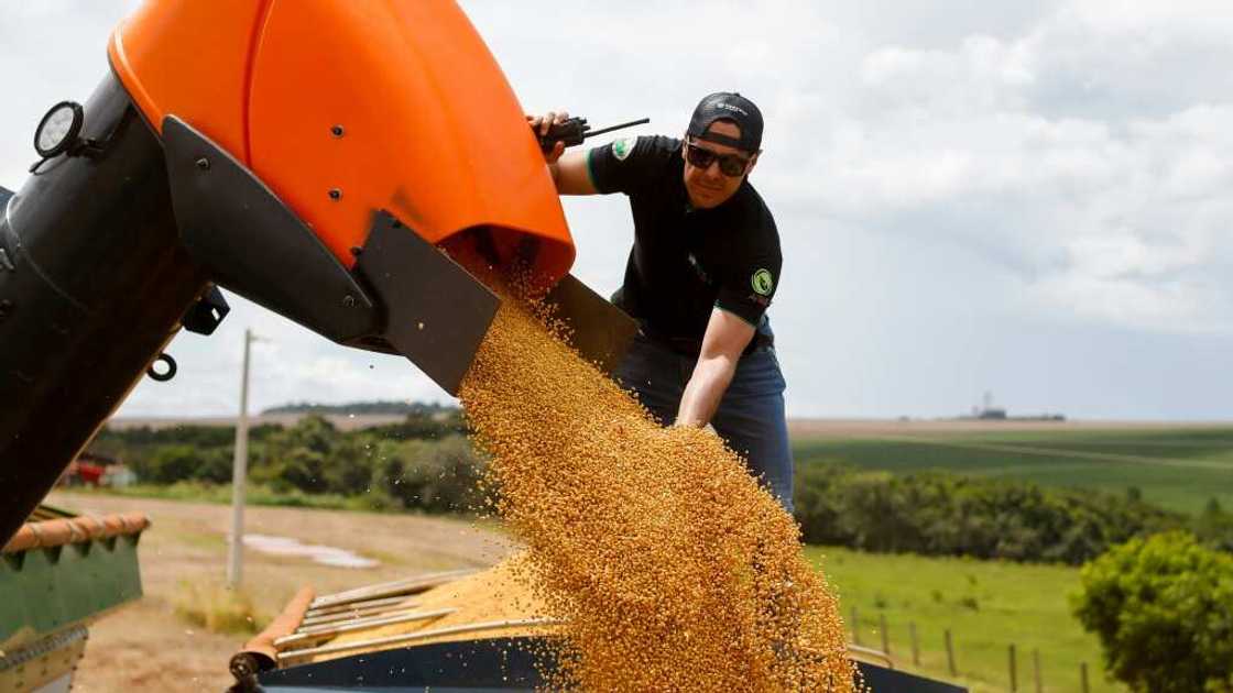 The agribusiness sector -- including the soybeans seen here -- accounts for nearly a quarter of Brazil's economy