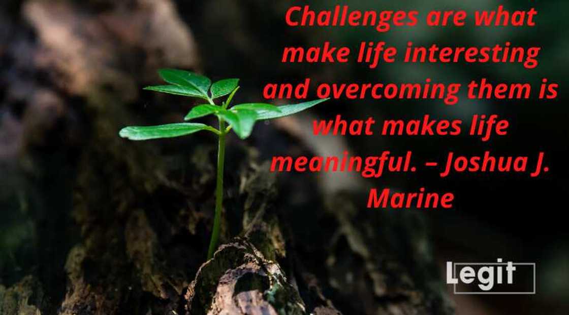 true quotes true quotes