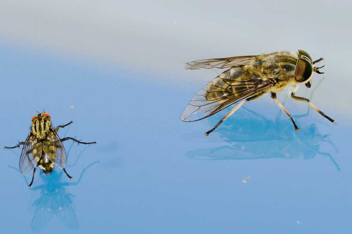 Voici comment fabriquer un piège à mouche maison efficace Voici comment fabriquer un piège à mouche maison efficace