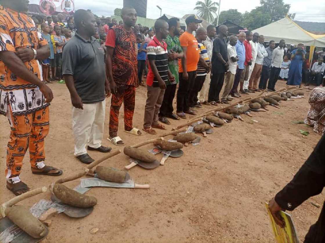 Hotunan doya ɗaya kacal da fatanya da shugaban ƙaramar hukuma ta rabawa manoma matsayin tallafi a Cross Rivers Hotunan doya ɗaya kacal da fatanya da shugaban ƙaramar hukuma ta rabawa manoma matsayin tallafi a Cross Rivers