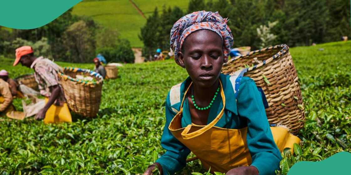 Subsidy returns: FG moves to introduce 50% subsidy on Fertilizers, seeds, other agricultural input Subsidy returns: FG moves to introduce 50% subsidy on Fertilizers, seeds, other agricultural input