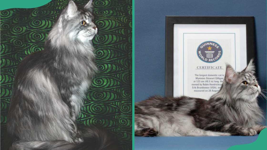 Stewie sitting against a green background (L). The cat lies in front of a framed Guinness World Records certificate (R)