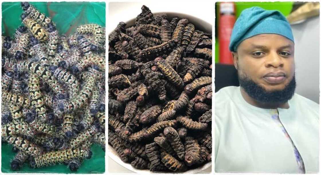 Photos of edible larvae. Photos of edible larvae.