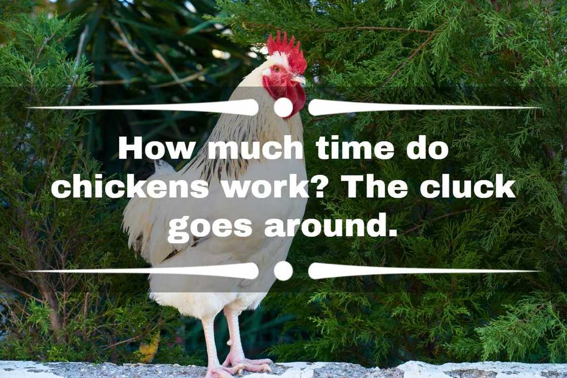 chicken dad jokes chicken dad jokes