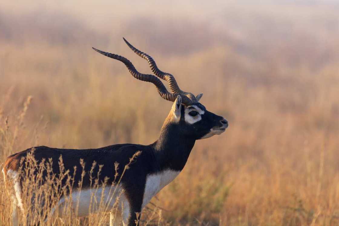 Fastest land animals in the world list