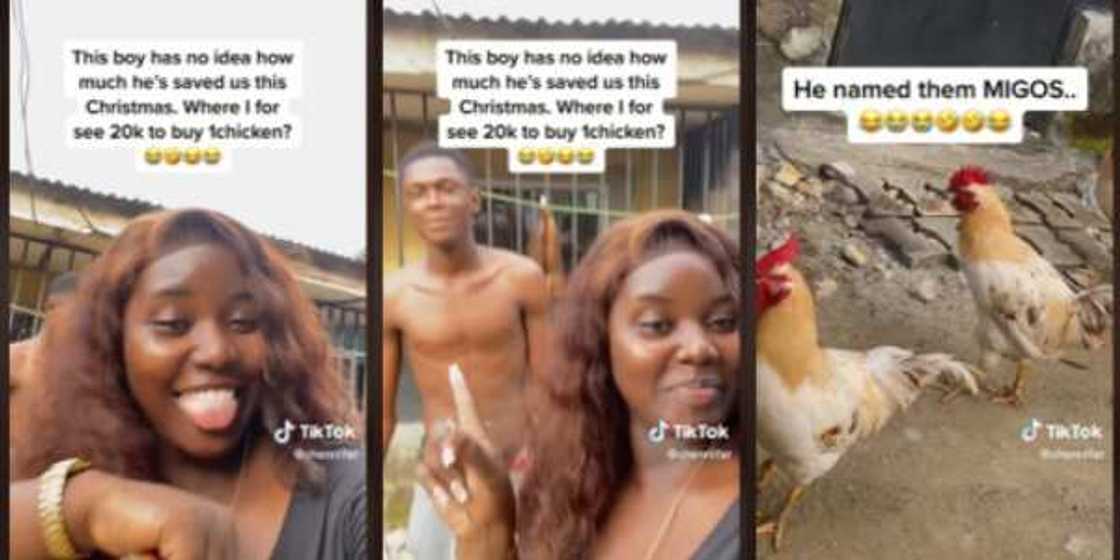 Reactions as Boy Put Smiles on His Family's Face, Rears Five Chicken Ahead of Christmas Reactions as Boy Put Smiles on His Family's Face, Rears Five Chicken Ahead of Christmas