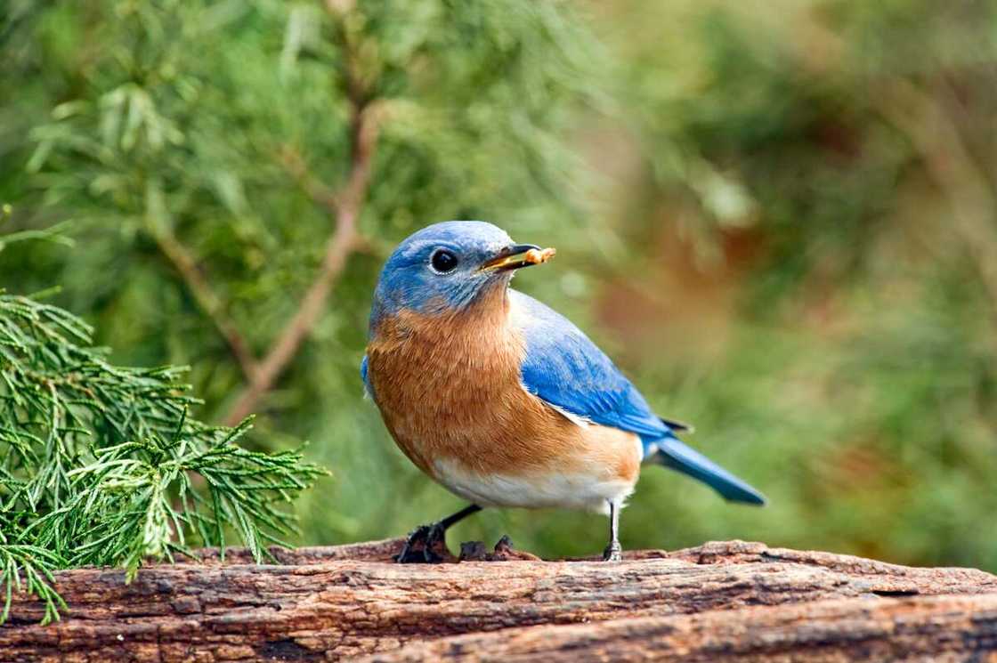 An Eastern Bluebird An Eastern Bluebird