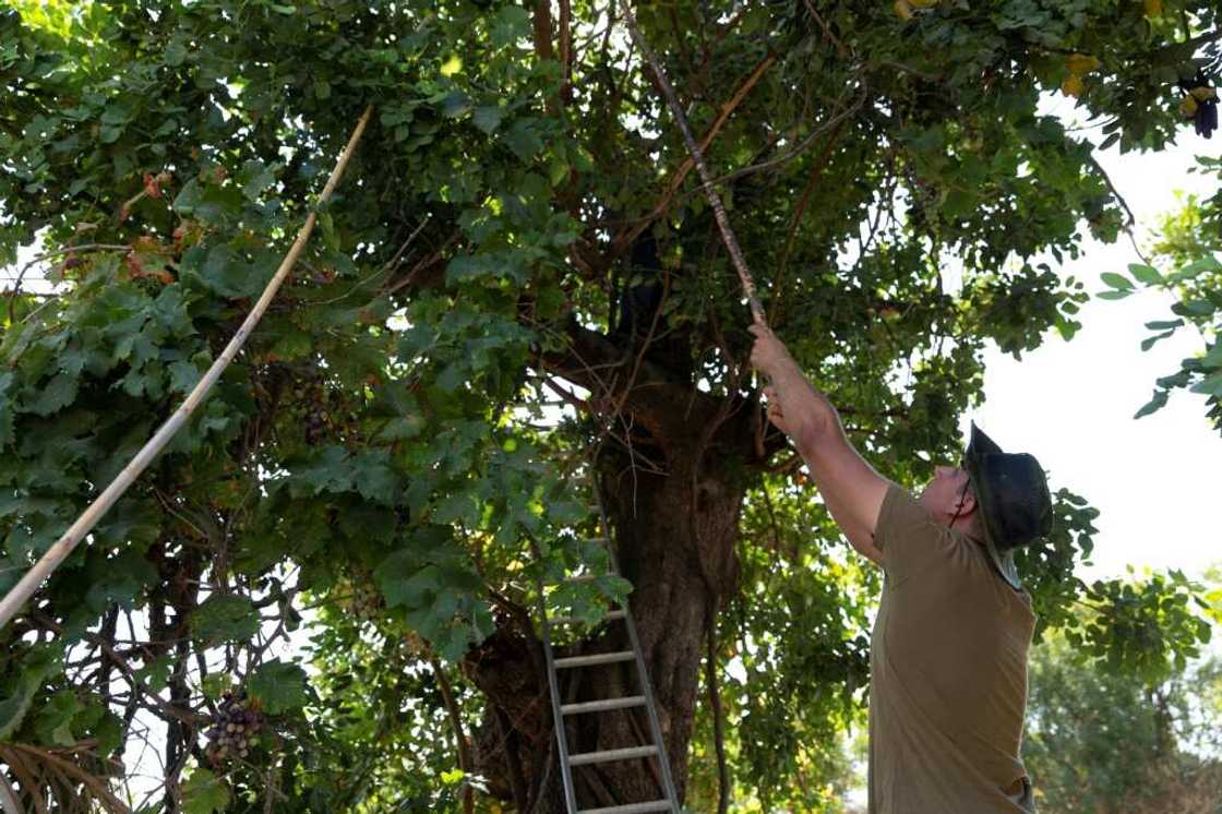 Theophanis Christou, 20, and his grandfather Christos Charalambous, 79, (up the tree) harvest carob from a tree in Cyprus's southern village of Asgata Theophanis Christou, 20, and his grandfather Christos Charalambous, 79, (up the tree) harvest carob from a tree in Cyprus's southern village of Asgata