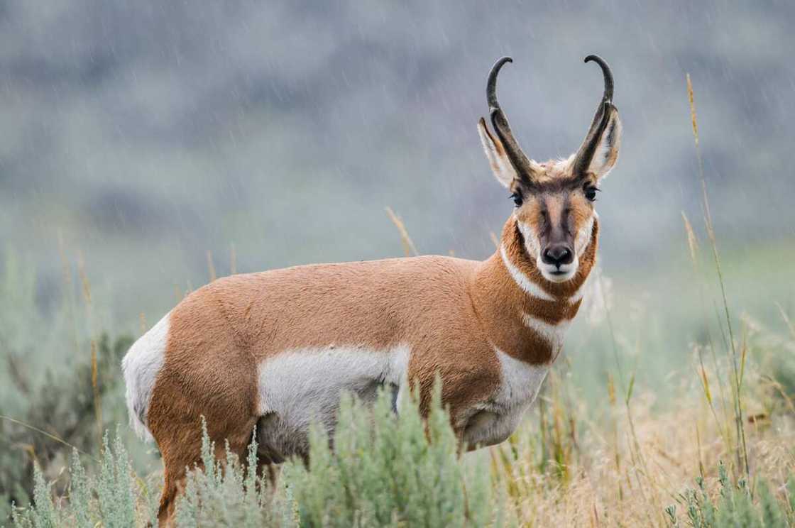 Top 10 fastest land animals