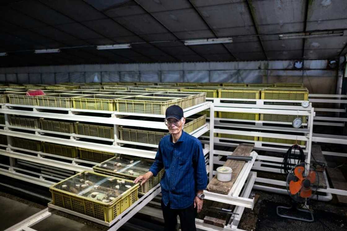 Toshihide Takase poses at his snail farm in Matsusaka, Japan