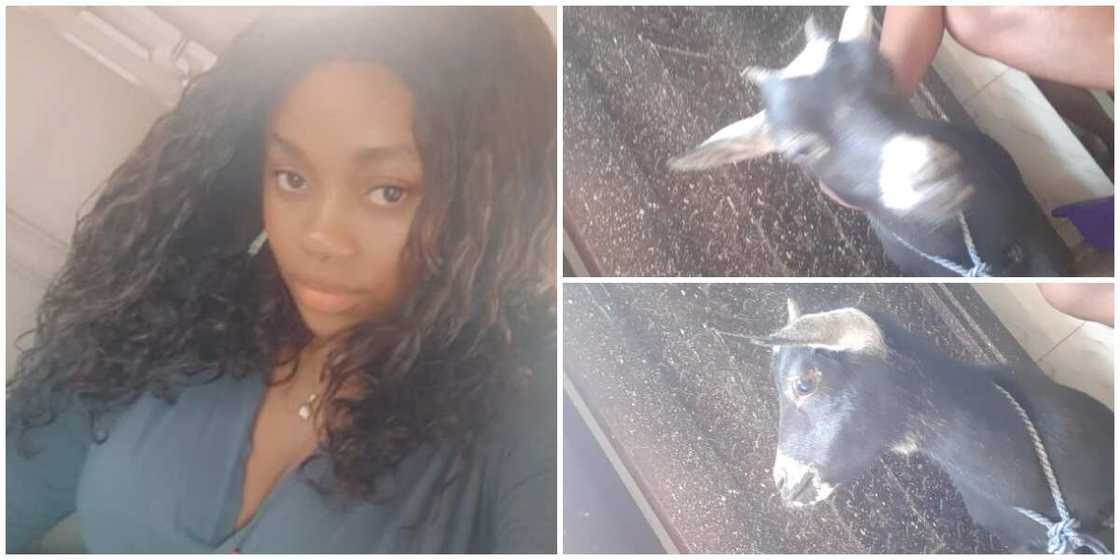 Pretty Nigerian lady keeps goat as pet, stuns social media with photos of her 'shy' pet, many react