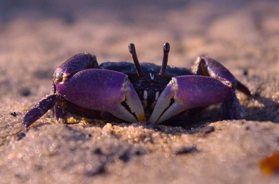 A Purple shore crab in sand