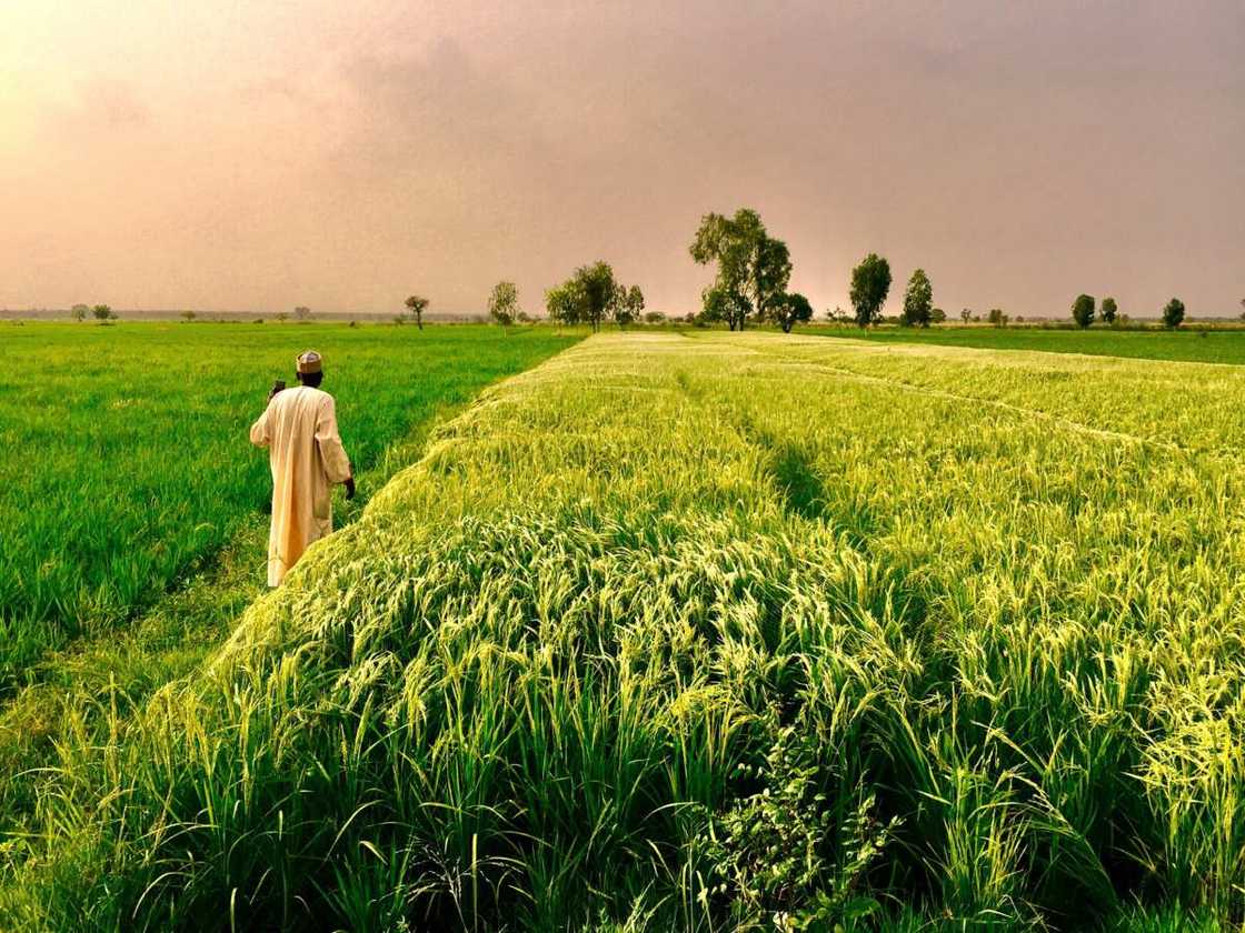 President Buhari's push for Nigeria's food self-sufficiency opens huge N500bn opportunity in seeds industry President Buhari's push for Nigeria's food self-sufficiency opens huge N500bn opportunity in seeds industry