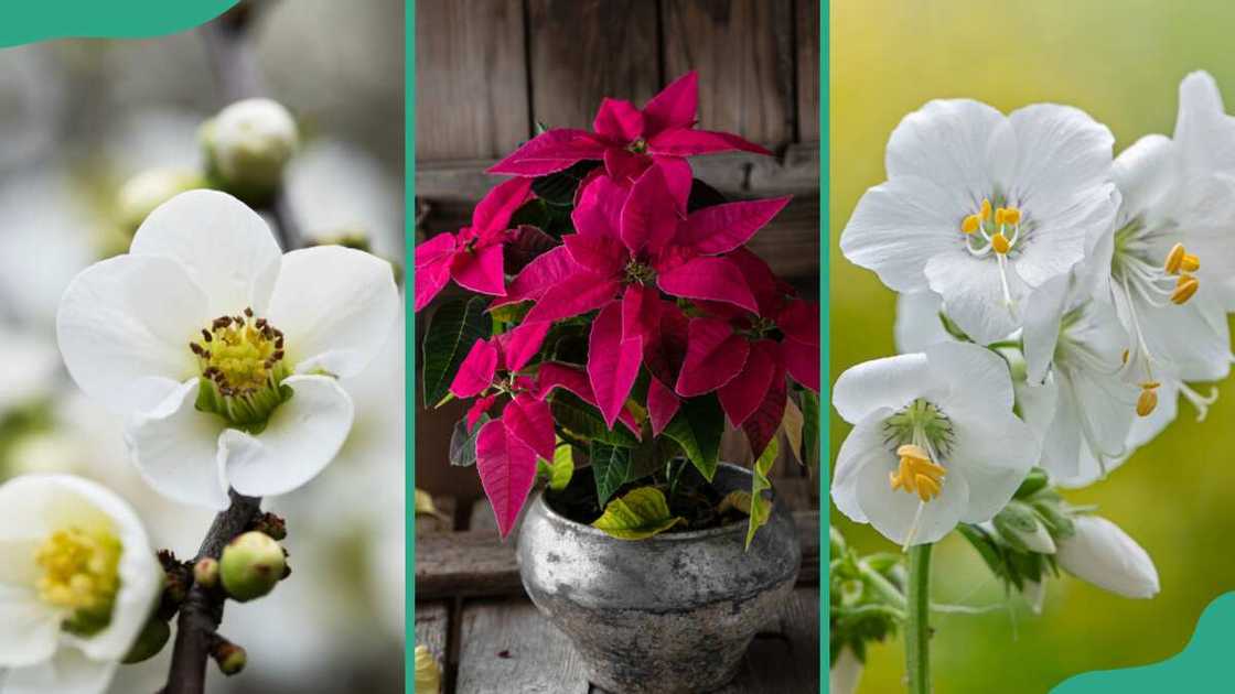 Pear blossom, poinsettia, and phlox flowers