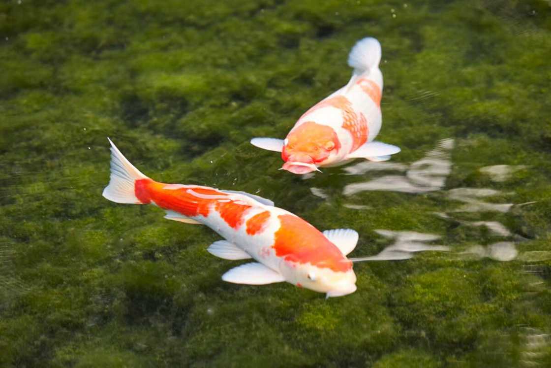 Koi fish meaning spiritual