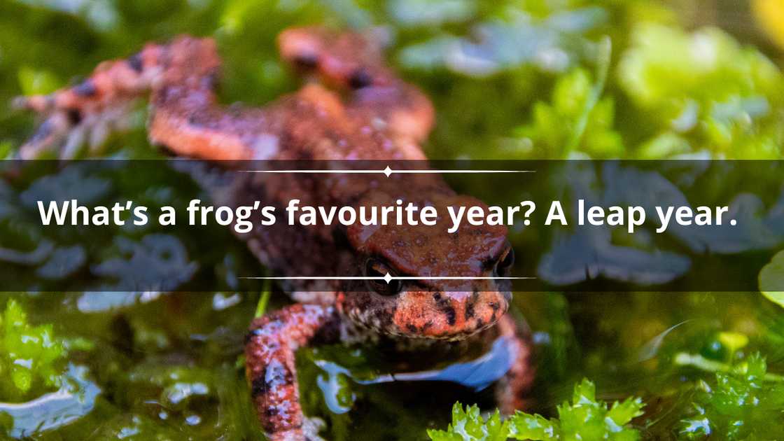 Sweet short frog puns Sweet short frog puns