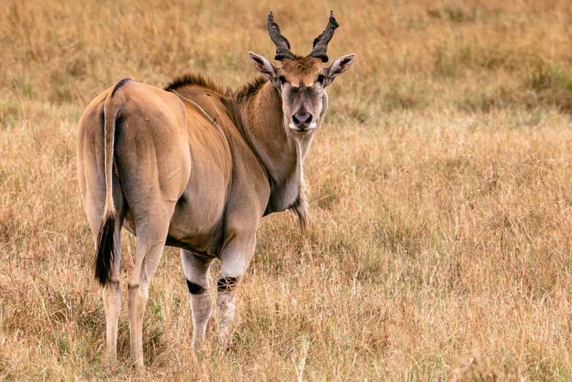 An eland in Maasai Mara National Game Reserve, Kenya An eland in Maasai Mara National Game Reserve, Kenya