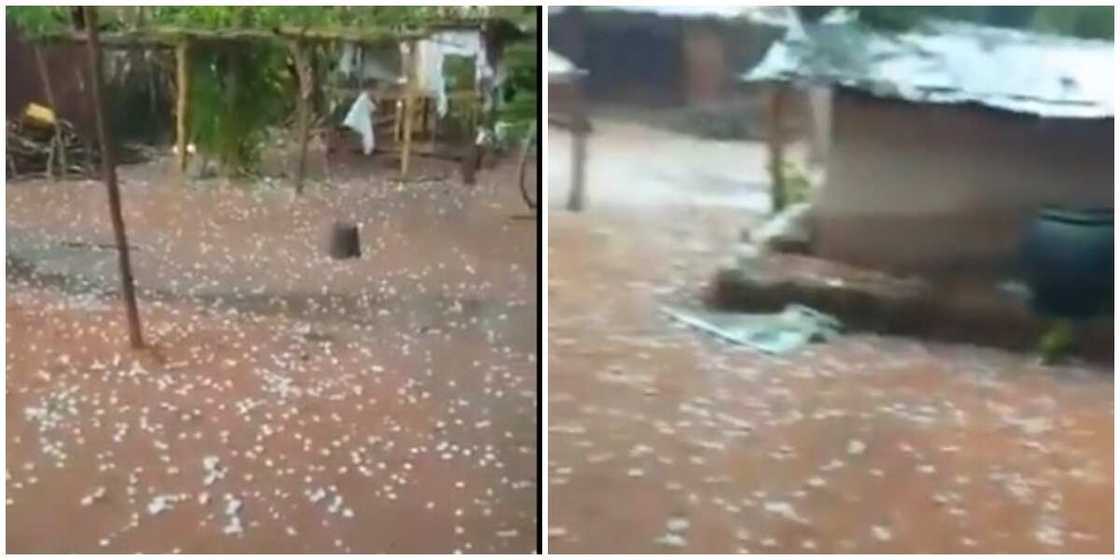 Nigerian Man Surprised as 'Snow' Drop Down from the Sky in His Edo Home, Viral Video Stirs Massive Reactions