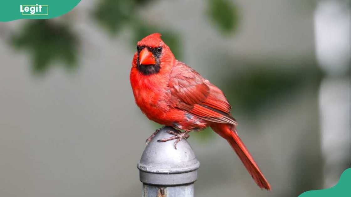 Red bird meaning Red bird meaning