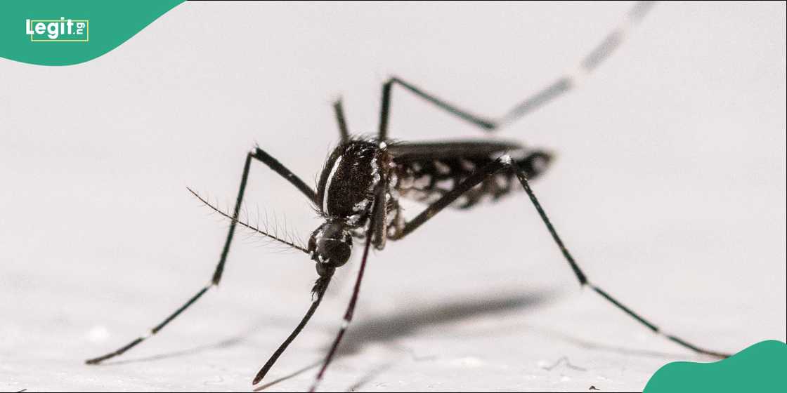 The first Icelandic mosquitoes collected by researchers after being trapped near Kiðafell in Kjós